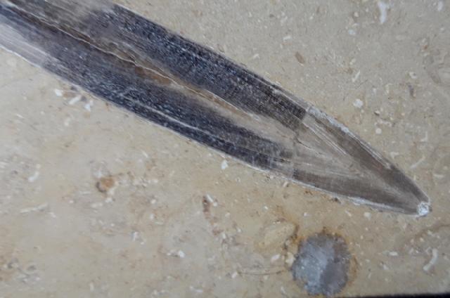 Hibolithes sp. (MONTFORT 1808) - Bild &copy; FossNet FossilienStore